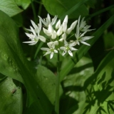 Kako uzgajati divlji bijeli luk na selu